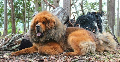 tibetan mastiff breeders near me|tibetan mastiff online shop.